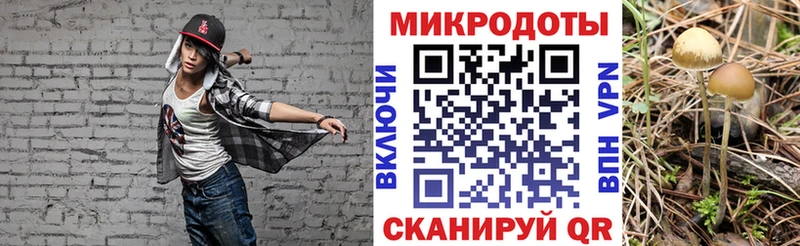 Псилоцибиновые грибы Psilocybine cubensis  Луга 